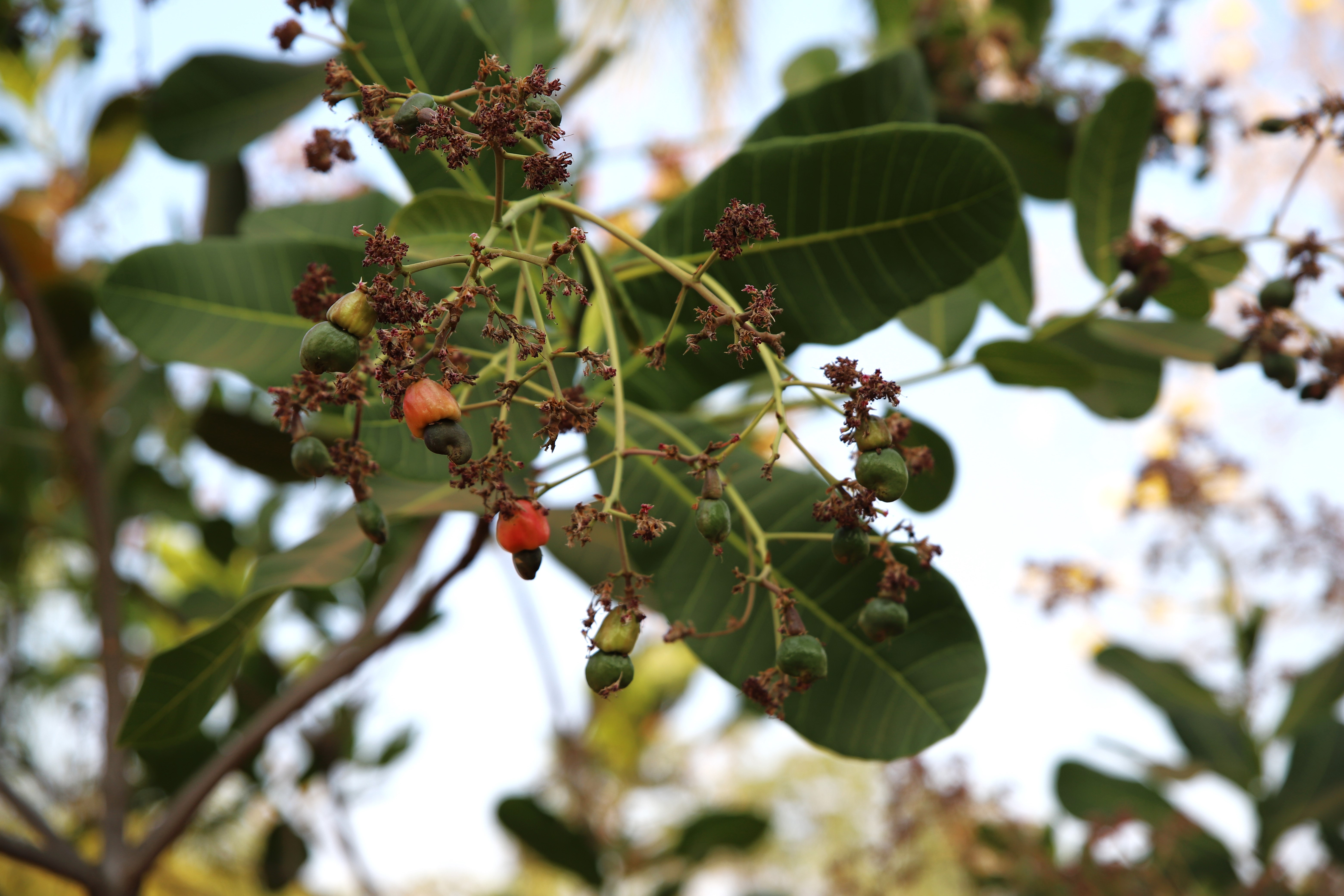 Cajuzinho-do-cerrado