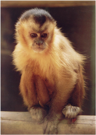 Macaco-prego (Sapajus sp.)