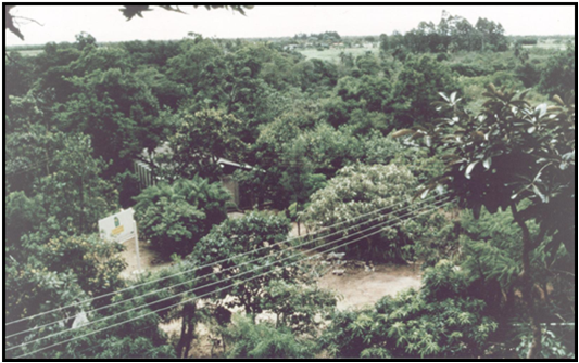Mata do Centro de Primatologia, na Fazenda Água Limpa